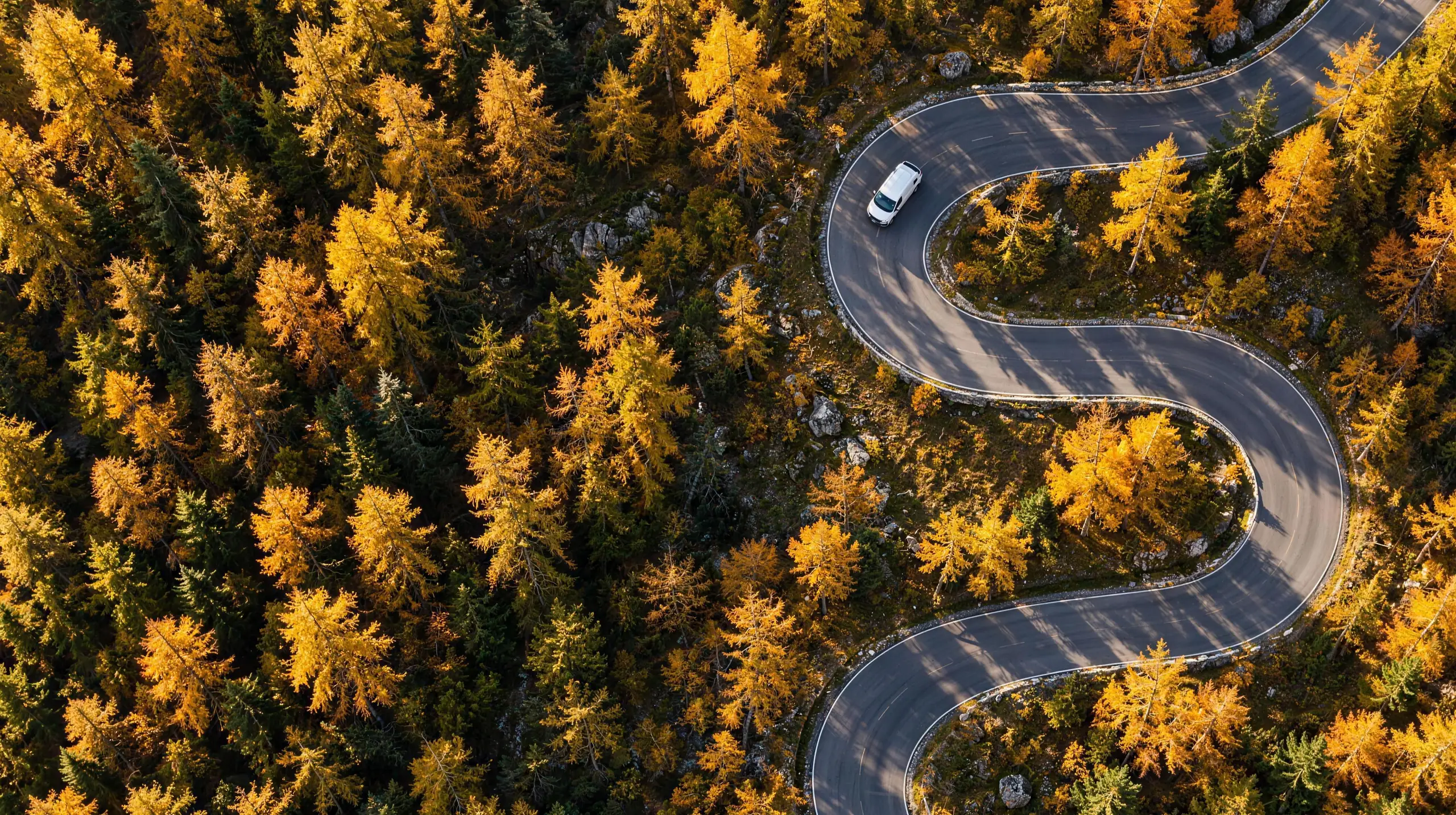 Luftaufnahme: ein weißer Transporter fährt durch die Kehren einer Bergstraße im herbstlichen Lärchenwald